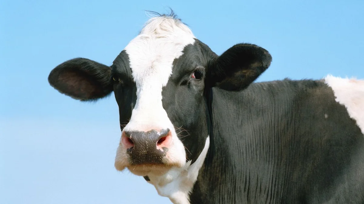 Los jugadores de Diablo 4 están a un paso de desvelar el enigmático nivel secreto de las vacas.