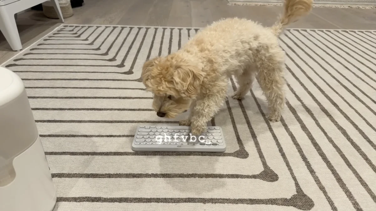 Un perro programador: la sorprendente creación de un juego basado en sus ladridos