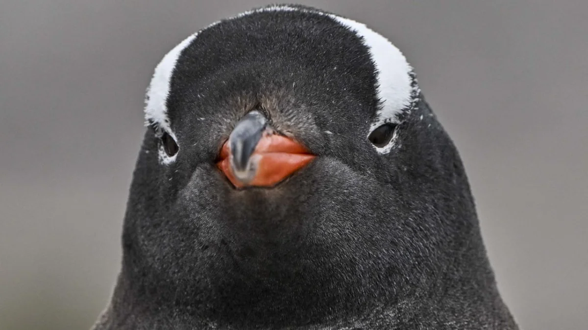 Una vulnerabilidad en Linux que afecta a sistemas desde 2017 exige actualización urgente del kernel